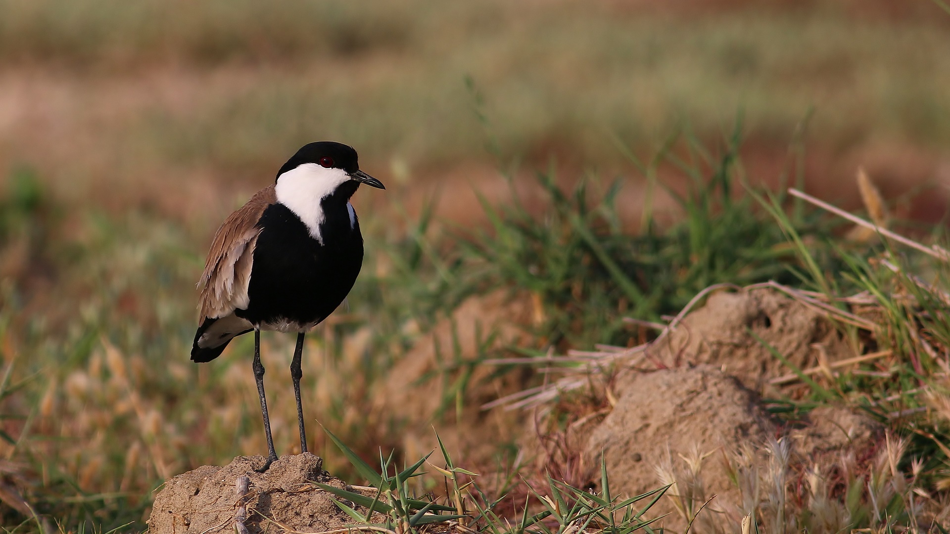 Spur-winged Lapwing